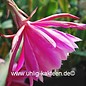 Epiphyllum-Hybr. Melanie Paetz