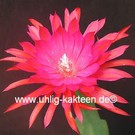 Epiphyllum-Hybr. Ruby Pinwheel