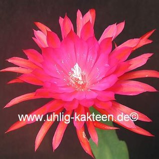 Epiphyllum-Hybr. Ruby Pinwheel