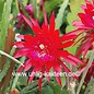 Epiphyllum-Hybr. Ruby Pinwheel