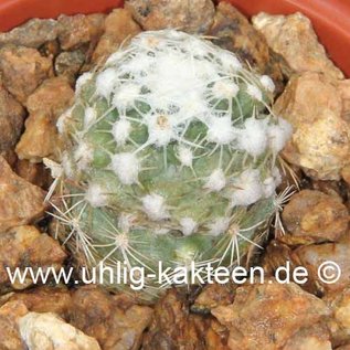 Pediocactus bradyi ssp. winklerorum    gepfr.  CITES, not outside EU (dw)