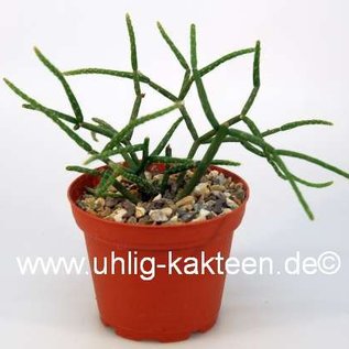 Rhipsalis baccifera ssp. horrida