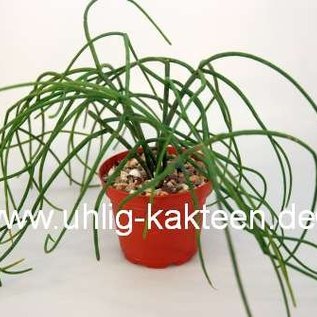 Rhipsalis baccifera   HNT 168.92