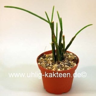 Rhipsalis pacheco-leonis