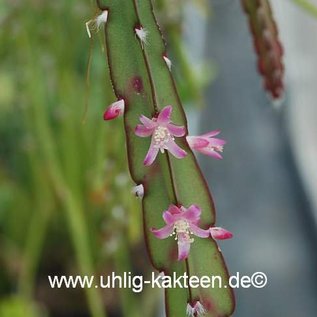 Rhipsalis spec.  HU 985 Porto Amazonas, Paraná, Brasilien