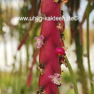 Rhipsalis spec.  HU 985 Porto Amazonas, Paraná, Brasilien