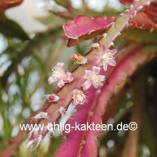 Rhipsalis spec.  HU 985 Porto Amazonas, Paraná, Brasilien