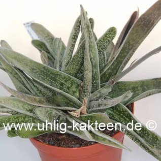 Gasteria-Hybr. Spotlight