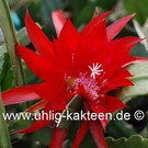 Epiphyllum-Hybr. Betti Paetz