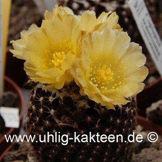 Copiapoa tenuissima  FR 540 (Samen)