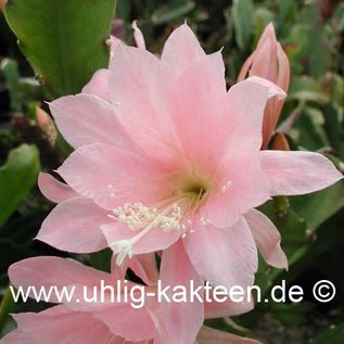 Epiphyllum Hybr. X Katrin Paetz  (Samen)