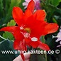 Epiphyllum Hybr. X Katrin Paetz  (Semillas)