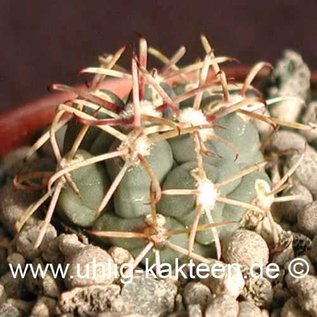 Glandulicactus crassihamatus        (Samen)