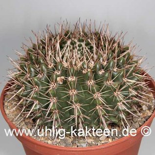 Notocactus submammulosus        (Samen)