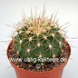 Ferocactus pottsii v. alamosanus