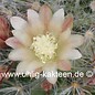 Mammillaria kunzeana