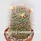 Mammillaria kunzeana