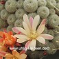 Rebutia albiflora-Hybride