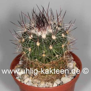 Stenocactus spec.