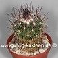 Stenocactus spec.