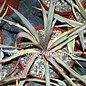 Yucca gloriosa Bright Star      (dw)