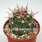 Ferocactus townsendianus X santa-maria