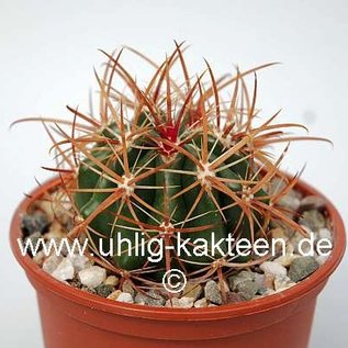 Ferocactus viridescens v. littoralis  De Herdt