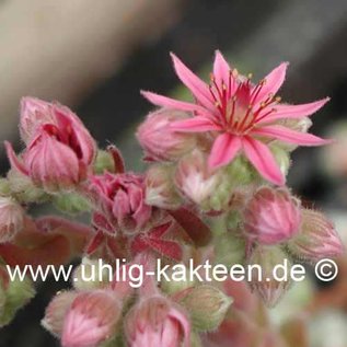 Sempervivum arachnoideum-Hybr. Happy Birthday      (dw)