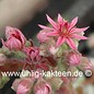 Sempervivum arachnoideum-Hybr. Happy Birthday      (dw)