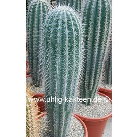 Pachycereus pringlei        (Graines)