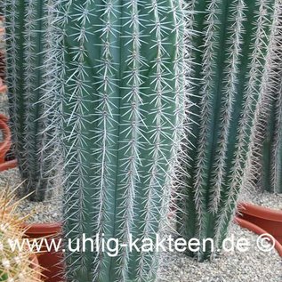 Pachycereus pringlei        (Graines)