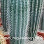 Pachycereus pringlei        (Graines)