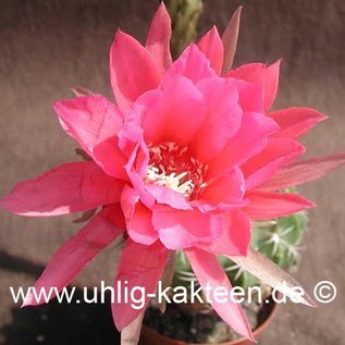 Echinopsis calorubra   (Samen)