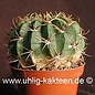 Echinopsis calorubra   (Samen)