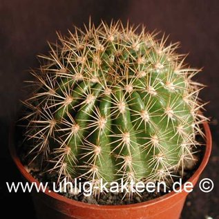 Echinopsis mamillosa v. kermesina  (Graines)