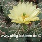 Echinocereus subinermis v. aculeatus  (Samen)