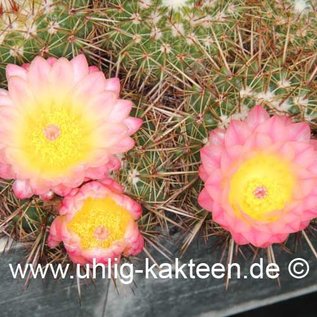 Notocactus roseoluteus        (Seeds)