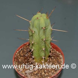 Trichocereus bridgesii        (Semillas)