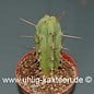 Trichocereus bridgesii        (Samen)