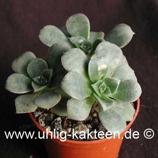 Aeonium haworthii        (Samen)