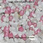 Epithelantha greggii  L 749 (Seme)