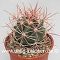 Ferocactus X lecontei Born 453/1968       (Seme)