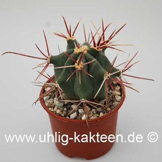 Ferocactus pottsii  X rectispinus F2      (Seeds)