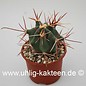 Ferocactus pottsii  X rectispinus F2      (Graines)