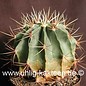 Ferocactus histrix  cv. aureispina      (Seme)