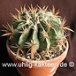 Ferocactus latispinus v. flavispinus  (Seme)