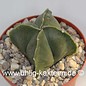 Astrophytum myriostigma v. nudum cv. quadricostata  (Graines)