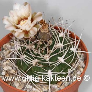 Gymnocalycium nidulans   (Graines)