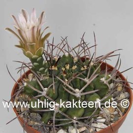 Gymnocalycium schickendantzii