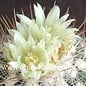 Stenocactus vaupelianus f. albatus